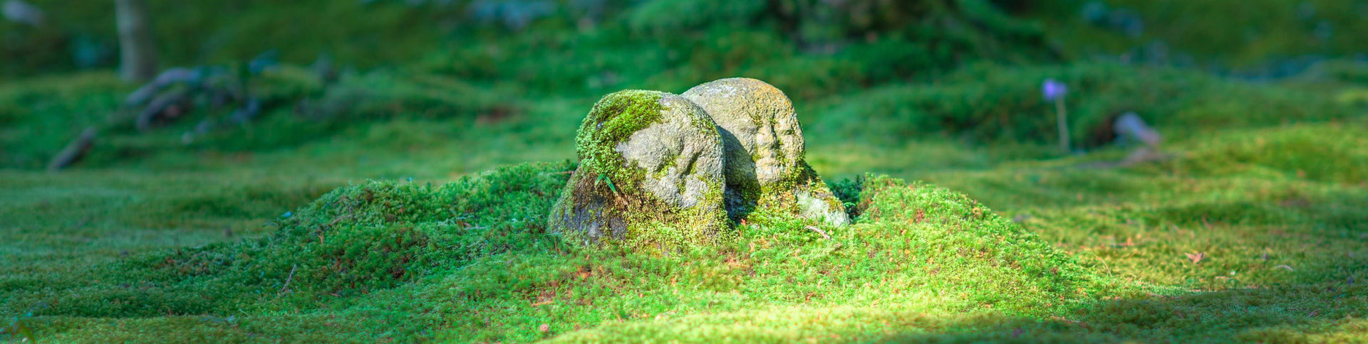 中影之星文化傳播企業(yè)官網(wǎng)|一網(wǎng)天行-網(wǎng)站建設(shè)小程序APP系統(tǒng)軟件開發(fā)公司