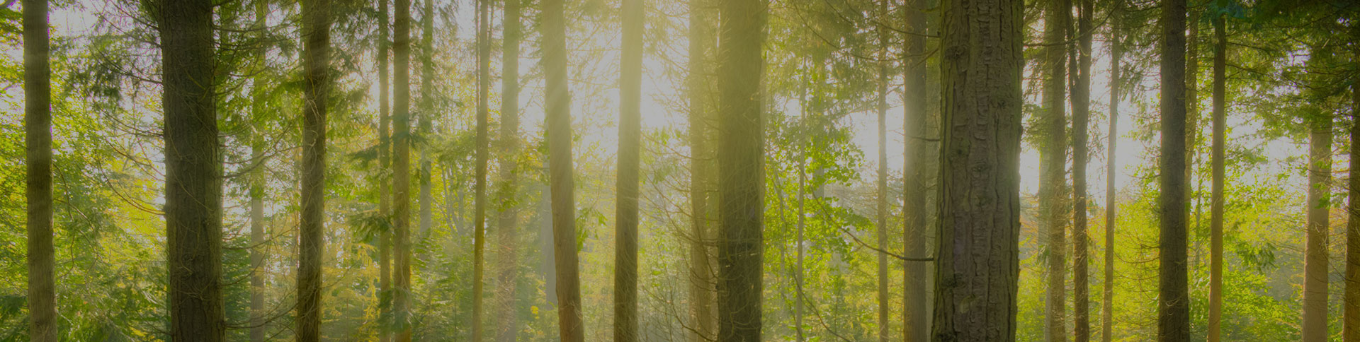 愛的天使-空氣凈化器電商平臺|一網(wǎng)天行-網(wǎng)站建設(shè)小程序APP系統(tǒng)軟件開發(fā)公司