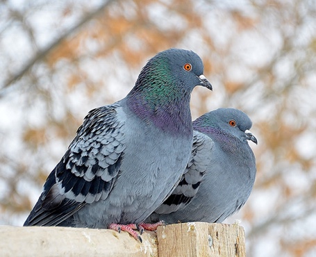 鴿天下-在線拍賣電商平臺(tái)